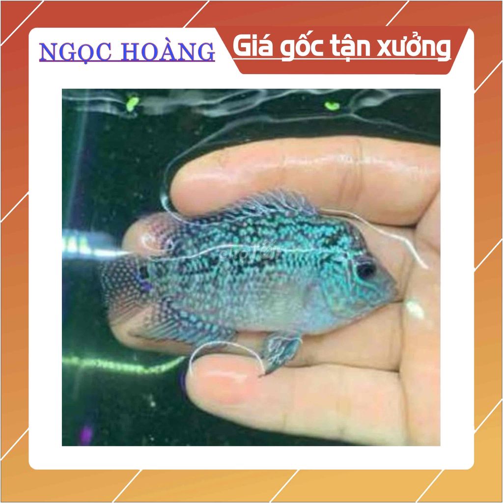 THANH LÝ 5 LA HÁN THÁI CHÂU ĐỎ SIZE 2 NGÓN