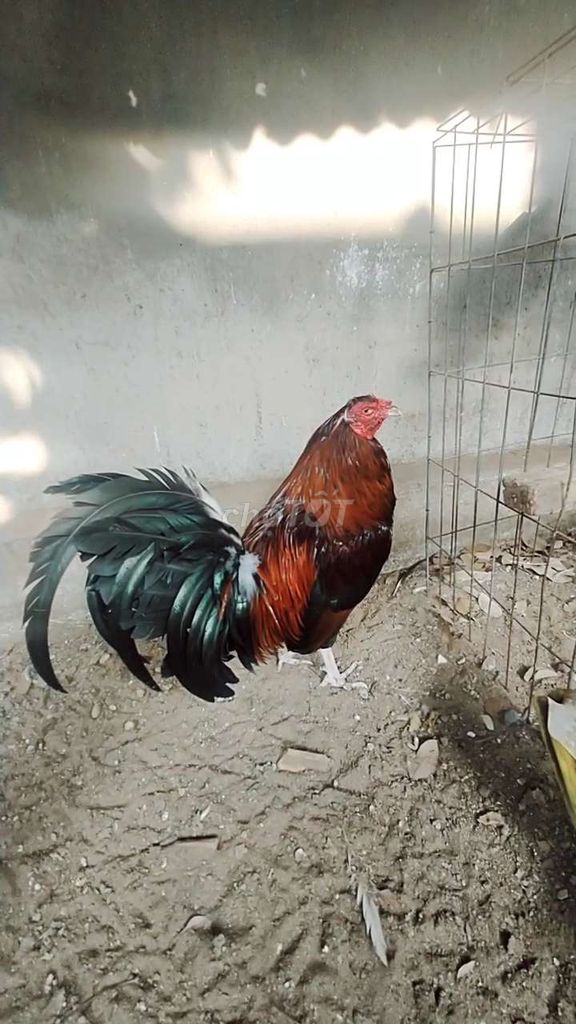 Gà Mỹ 2.7kg thanh lý. Mua bán Gà tại Huyện Long Thành Đồng Nai được đăng bởi lê Vương hình 1