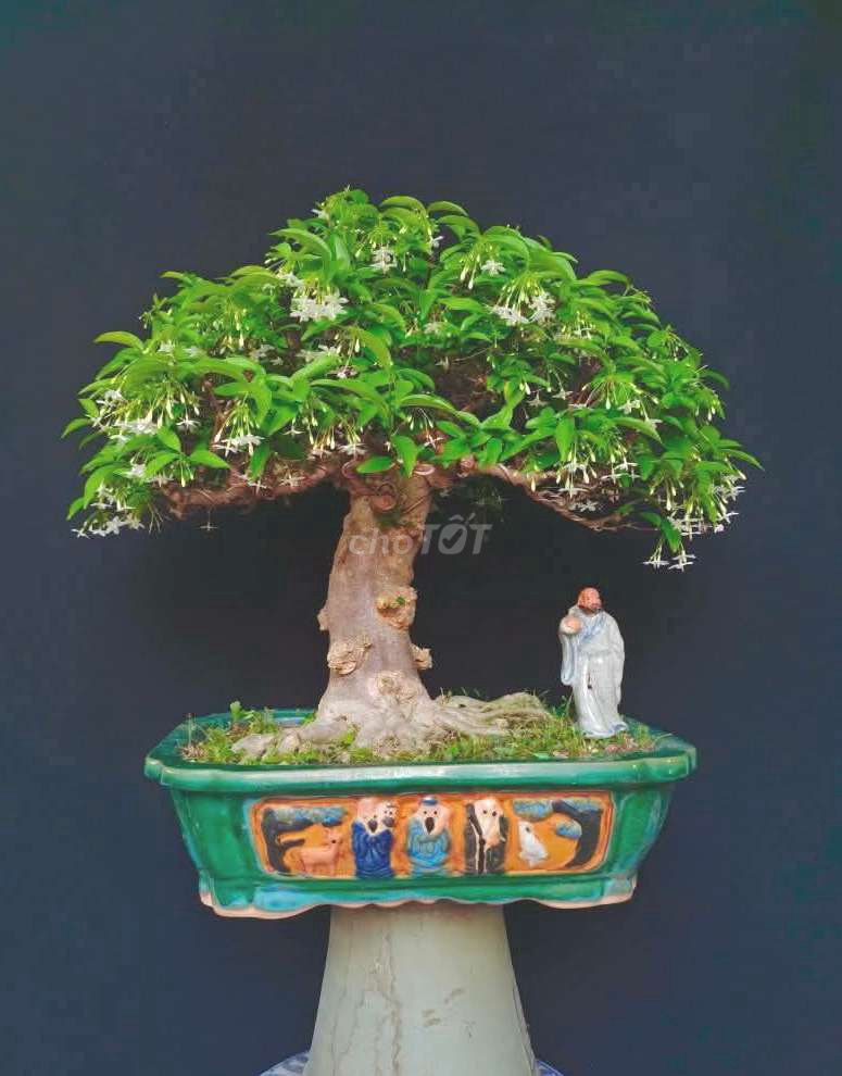 Cây Mai Chiếu Thủy bonsai cao 50cm