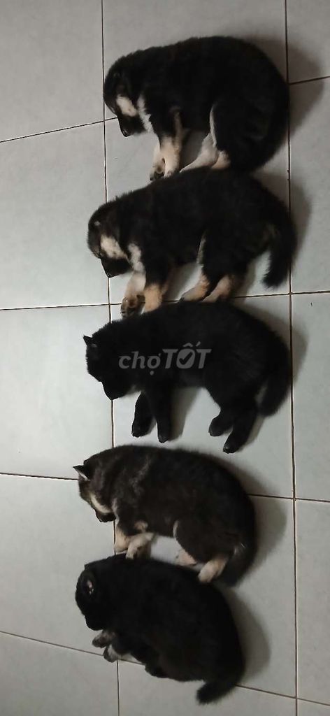 Em xinh về nhà mới. Mua bán Chó tại Huyện Thanh Trì Hà Nội được đăng bởi Hằng Nguyễn Thu hình 3