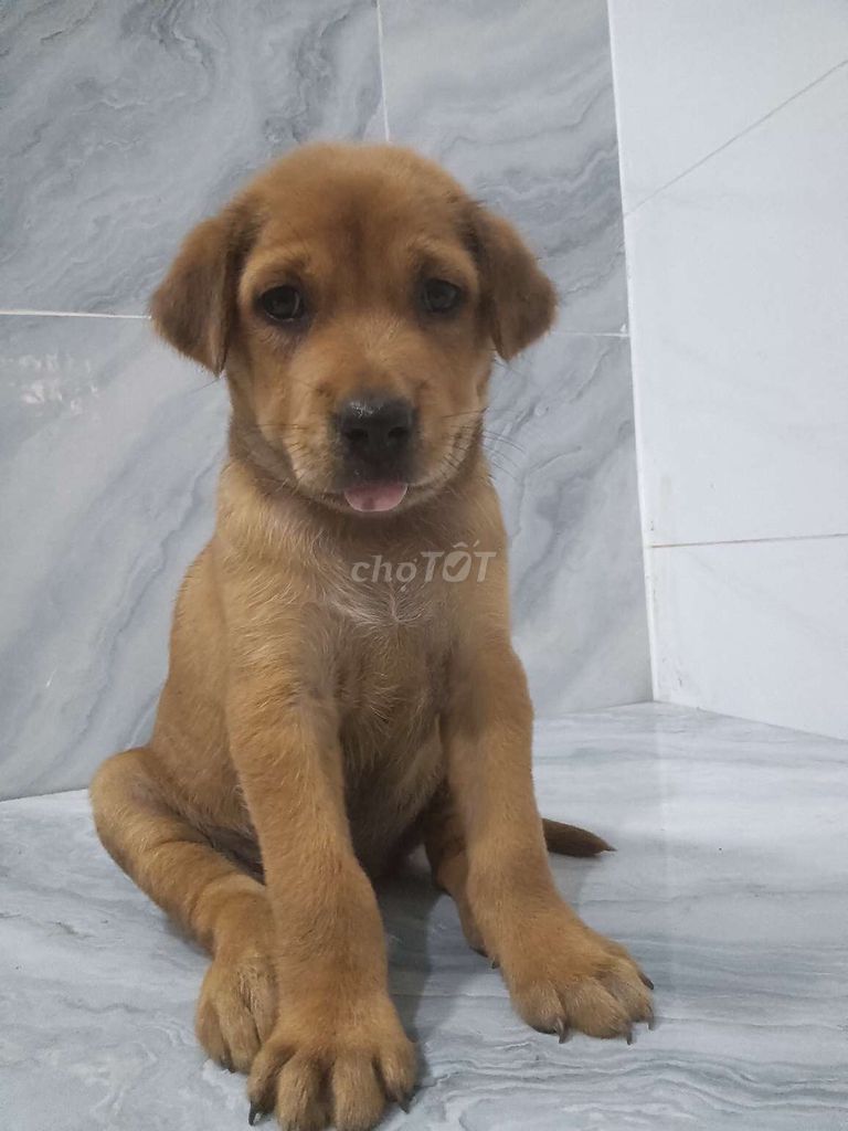 Chó Golden vàng to ú có đốm lưỡi rất khôn . Mua bán Chó tại Quận 6 Tp Hồ Chí Minh được đăng bởi Tăng Chí Lương  hình 1