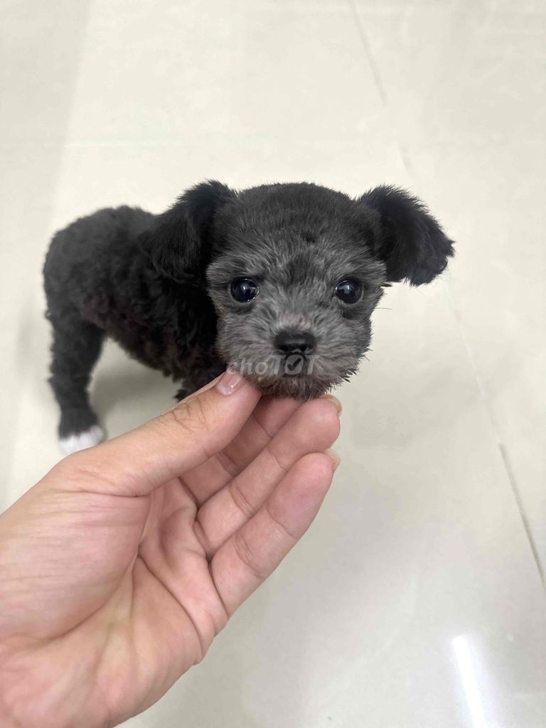 Chó Poodle cái màu Xám. Mua bán Chó tại Quận Tân Bình Tp Hồ Chí Minh được đăng bởi Aidan Duong hình 3