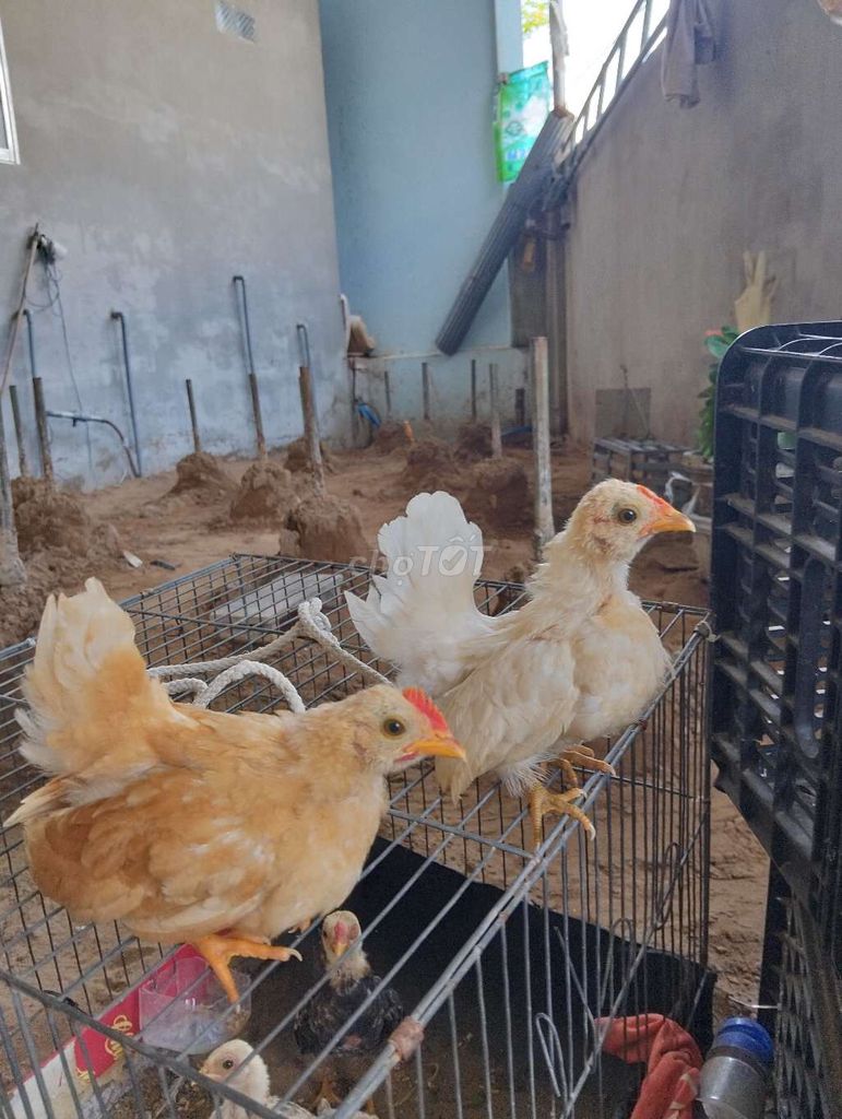 Gà Thái vàng kem cả trống và mái. Mua bán Gà tại Thị xã Bình Minh Vĩnh Long được đăng bởi hoang Nam hình 1