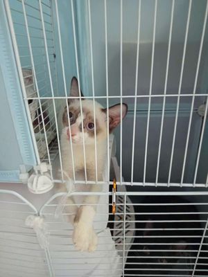 Mèo Xiêm Cái Trắng pha nâu