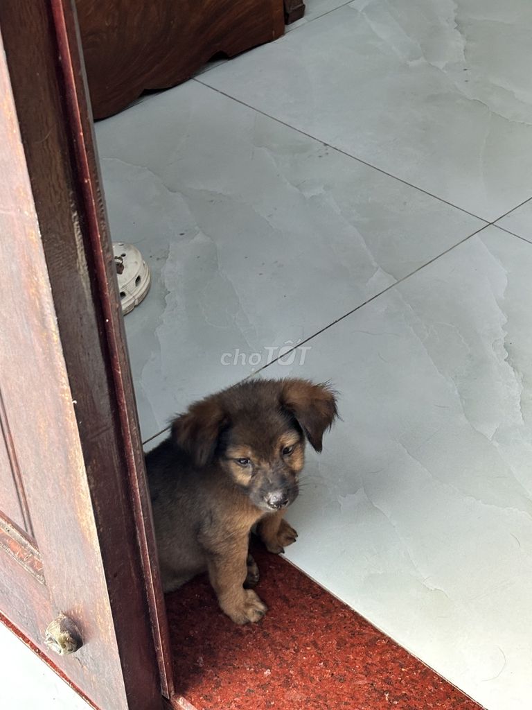 Chó Phú Quốc lai 2 tháng tuổi Nâu. Mua bán Chó tại Quận Ninh Kiều Cần Thơ được đăng bởi Nguyễn thúy Hòa hình 1