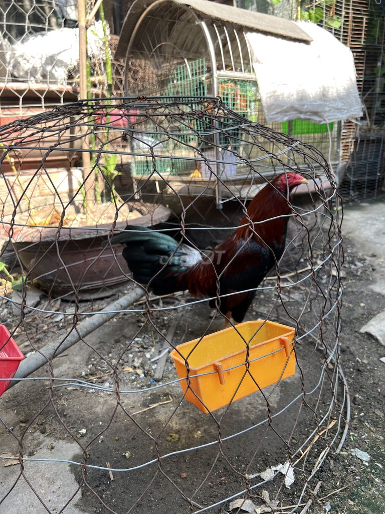 Gà tre trống 9 tháng. Mua bán Gà tại Quận 12 Tp Hồ Chí Minh được đăng bởi Võ hữu nghĩa hình 1