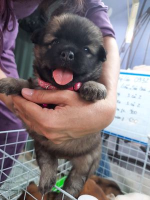Bé phóc sóc mini màu xám khói lông xù. Mua bán Chó tại Huyện Bình Chánh Tp Hồ Chí Minh được đăng bởi MI SA