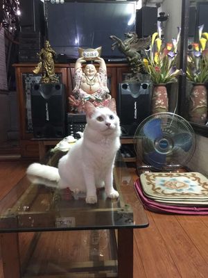 Bán mèo hoàng gia thái lan Khao Manee - mắt 2 màu