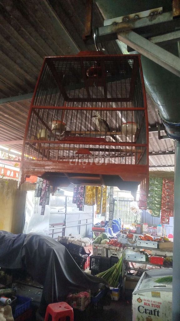 Chim chào mào Đầu trắng Khỏe, thuần Hay. Mua bán Chim tại Thành phố Dĩ An Bình Dương được đăng bởi Đỗ Kiên hình 1