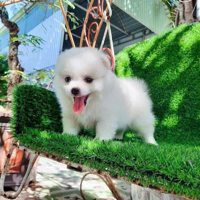 phốc sóc mini cute