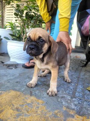 chó pug mặt xệ. Mua bán Chó tại Quận Liên Chiểu Đà Nẵng được đăng bởi Thủy