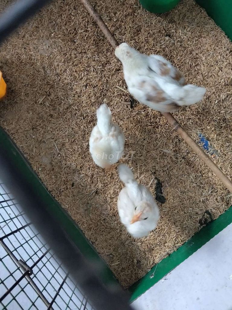 Gà con 2 tháng. Mua bán Gà tại Quận 12 Tp Hồ Chí Minh được đăng bởi Long  hình 1