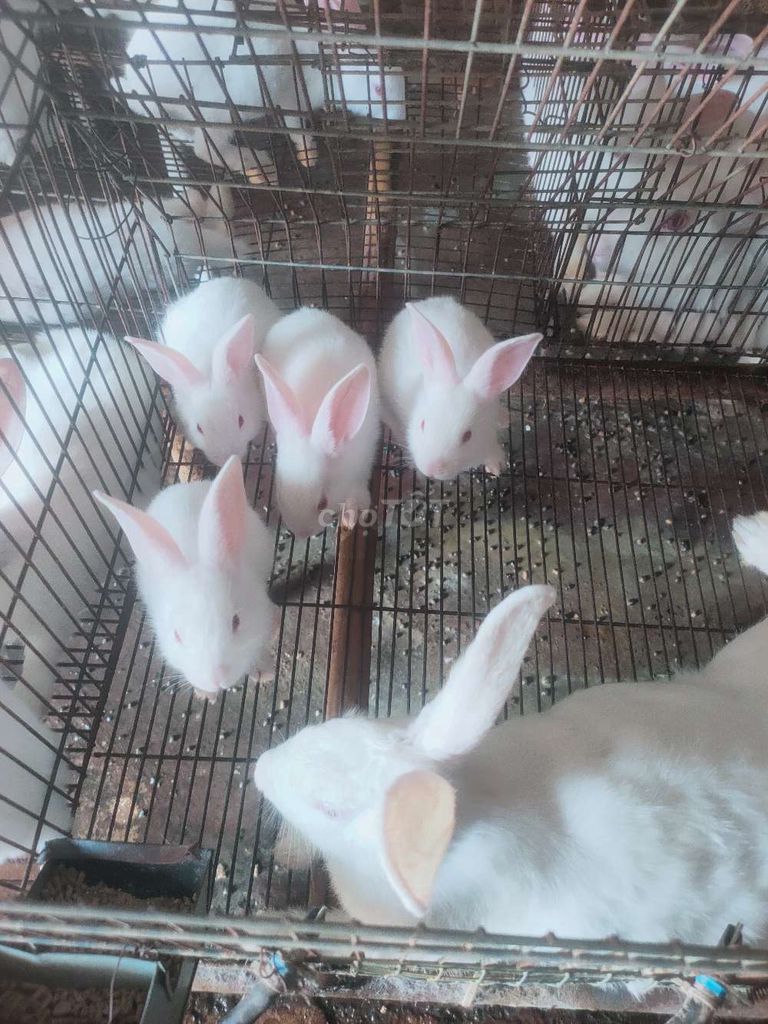 Thỏ con , thỏ thịt , thỏ giống. Mua bán Thú cưng khác tại Thành phố Biên Hòa Đồng Nai được đăng bởi Nguyễn Hoàng Anh Thi hình 1