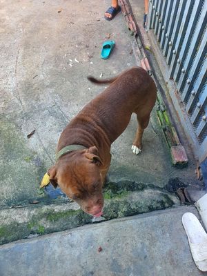Cần bán pitbull thuần chủng. Mua bán Chó tại Thành phố Dĩ An Bình Dương được đăng bởi Tuấn 