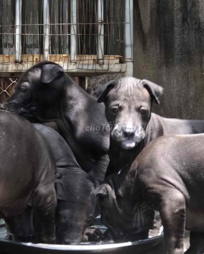 Chó Xoáy Thái Lan Màu Đen Phong Thuỷ