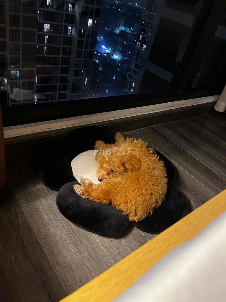 Chó Poodle đực. Mua bán Chó tại Quận Long Biên Hà Nội được đăng bởi Hải Yến Đào hình 1