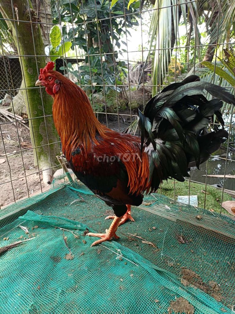 Gà trống 2.3kg Đỏ đen. Mua bán Gà tại Huyện Cái Bè Tiền Giang được đăng bởi Nguyễn Chí hình 1