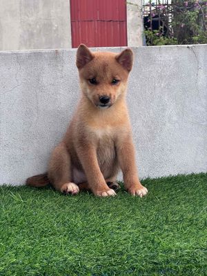 chó shiba thuần chủng. Mua bán Chó tại Huyện Thanh Trì Hà Nội được đăng bởi Cuong