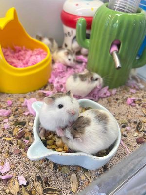 Hamster Robo Pied Bò Sữa Xinh Ngoan Yêu