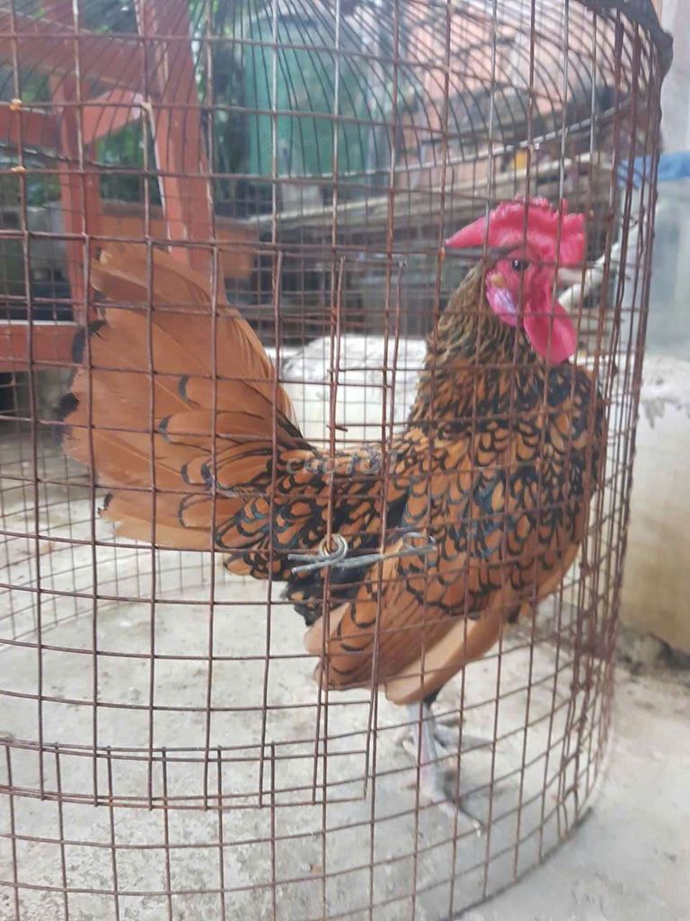 Gà cảnh Đa sắc Đực. Mua bán Gà tại Thành phố Thủ Dầu Một Bình Dương được đăng bởi Hien Tran hình 1
