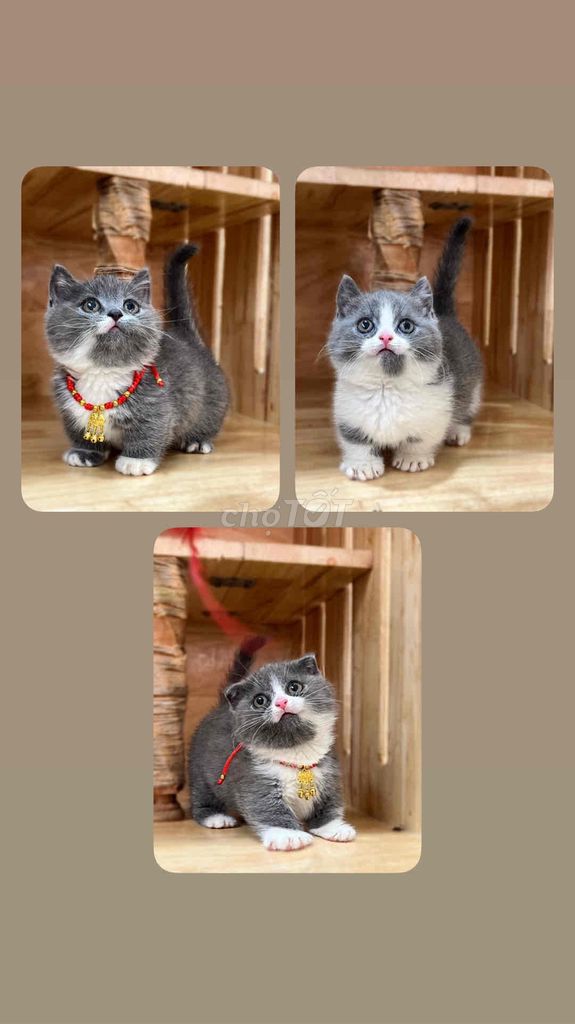 mèo munchkin màu bicolor tai cụp và thẳng