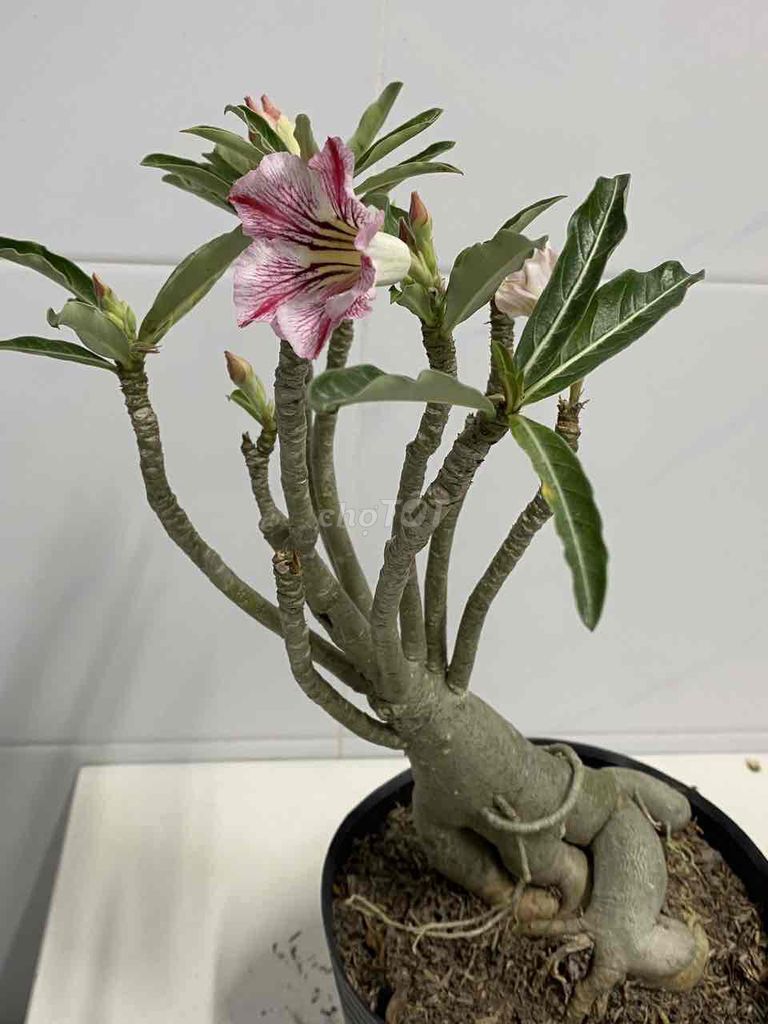 sứ hạt. Mua bán Cây cảnh, đồ trang trí tại Quận 7 Tp Hồ Chí Minh được đăng bởi Nga Trần hình 1