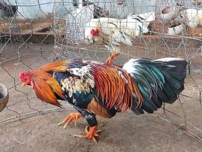 cần ô bông cú chuối. Mua bán Gà tại Quận 3 Tp Hồ Chí Minh được đăng bởi Trần lâm thuận