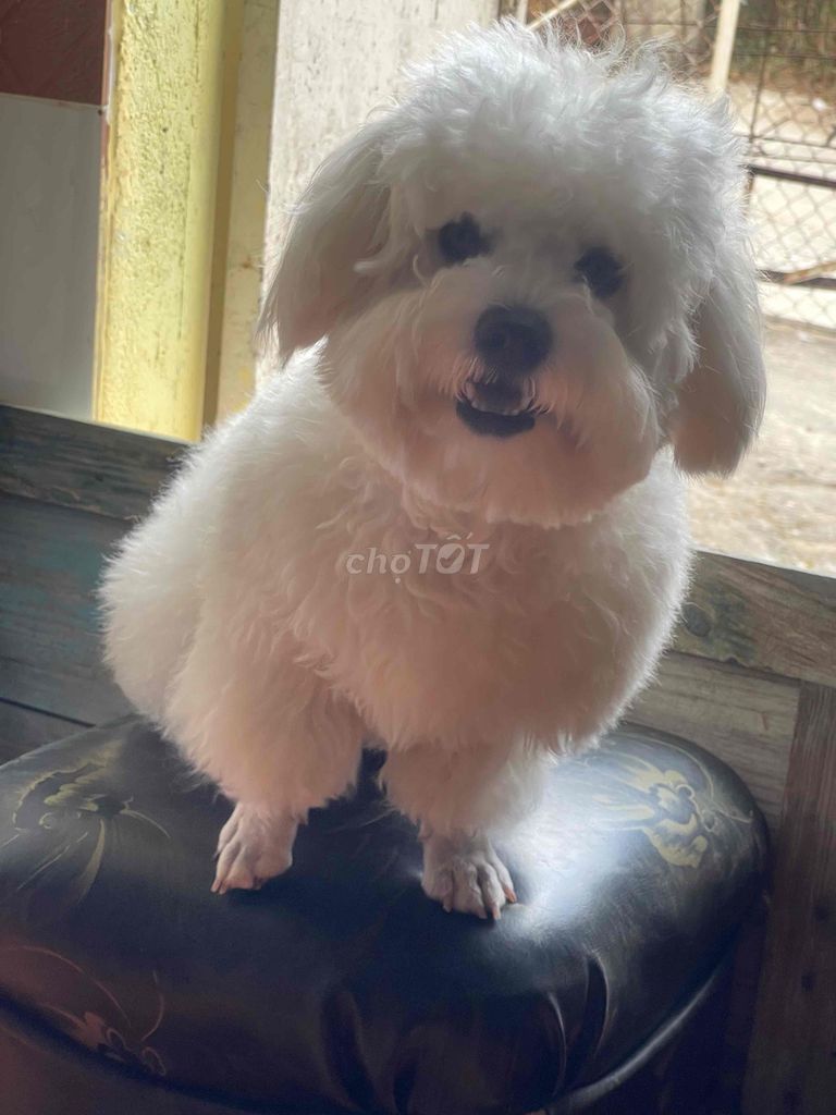 Chó Poodle thân thiện. Mua bán Chó tại Thành phố Đà Lạt Lâm Đồng được đăng bởi Minh Le hình 1