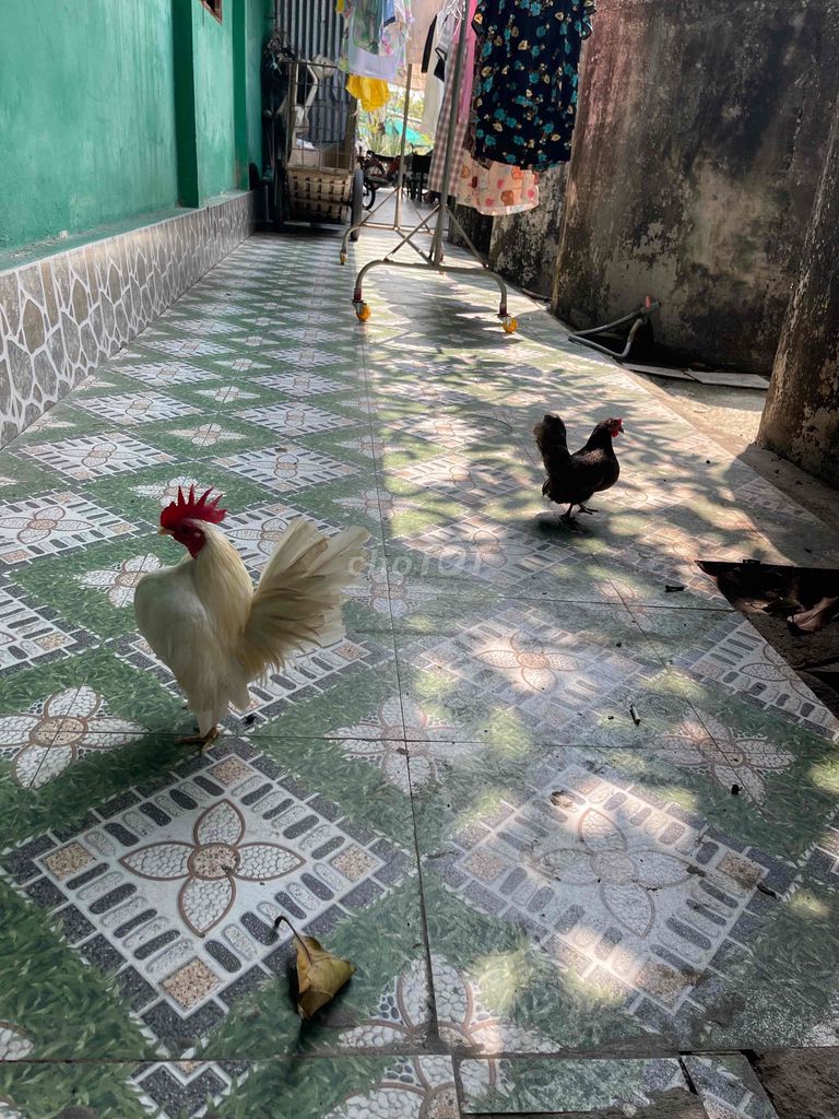 Gà cảnh trống đã tiêm phòng. Mua bán Gà tại Huyện Gò Công Tây Tiền Giang được đăng bởi PTTB hình 1