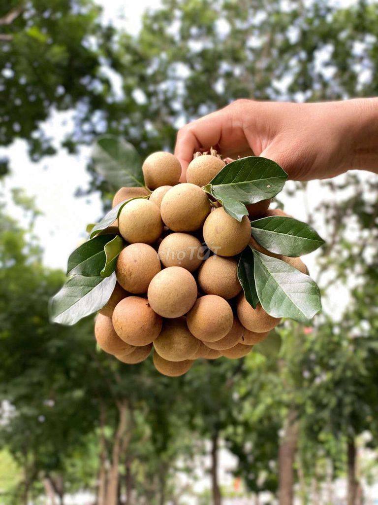 Nhãn xuồng cơm vàng chính hiệu. Mua bán Đồ ăn, thực phẩm và các loại khác tại Quận Tân Phú Tp Hồ Chí Minh được đăng bởi Kha Phước Nguyên hình 2