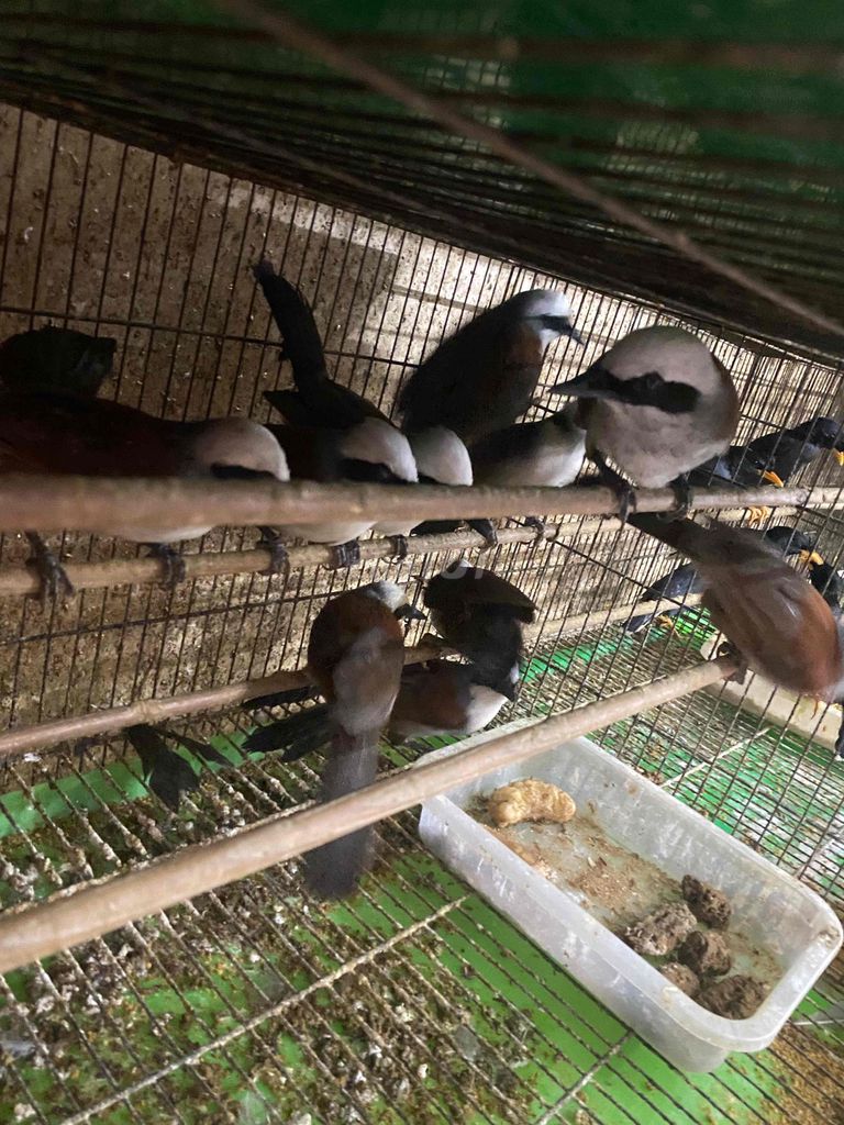 Chim Khướu đầu bạc hay bồ chao. Mua bán Chim tại Quận 12 Tp Hồ Chí Minh được đăng bởi đinh tuân hình 1