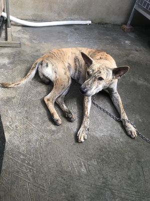 Chó pq vện bạc má, lưỡi đen, đuôi cung, xoáy kiếm. Mua bán Chó tại Thị xã Bến Cát Bình Dương được đăng bởi Hồ Minh