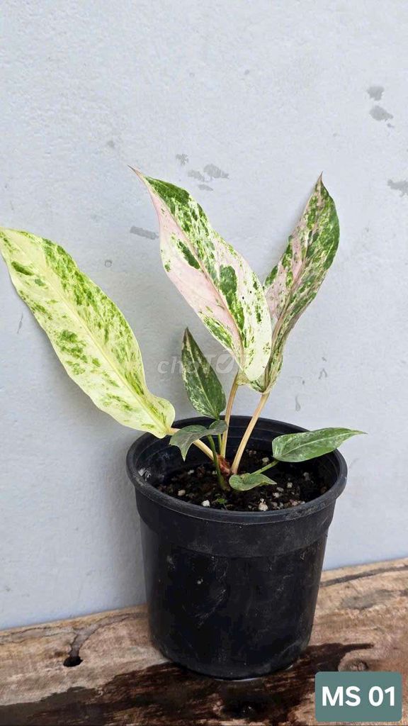 Anthurium Hookeri Var. Mua bán Cây cảnh, đồ trang trí tại Huyện Lấp Vò Đồng Tháp được đăng bởi Cây Cảnh Mộc Uyển Thanh  hình 1