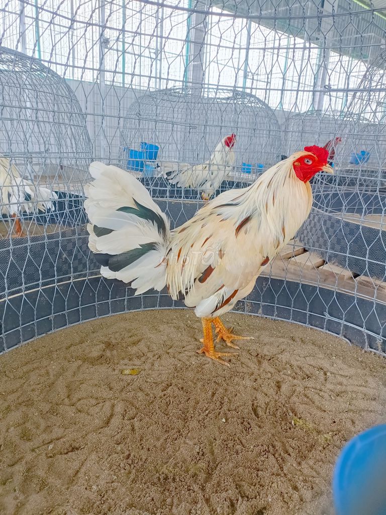 Gà chọi Đực Trắng 2.8kg. Mua bán Gà tại Thành phố Sóc Trăng Sóc Trăng được đăng bởi Tiền Gà  hình 1