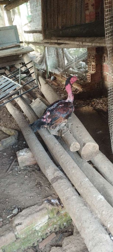 Gà tơ giống ok đực 6 tháng. Mua bán Gà tại Huyện Hòa Vang Đà Nẵng được đăng bởi Trân gà hình 1