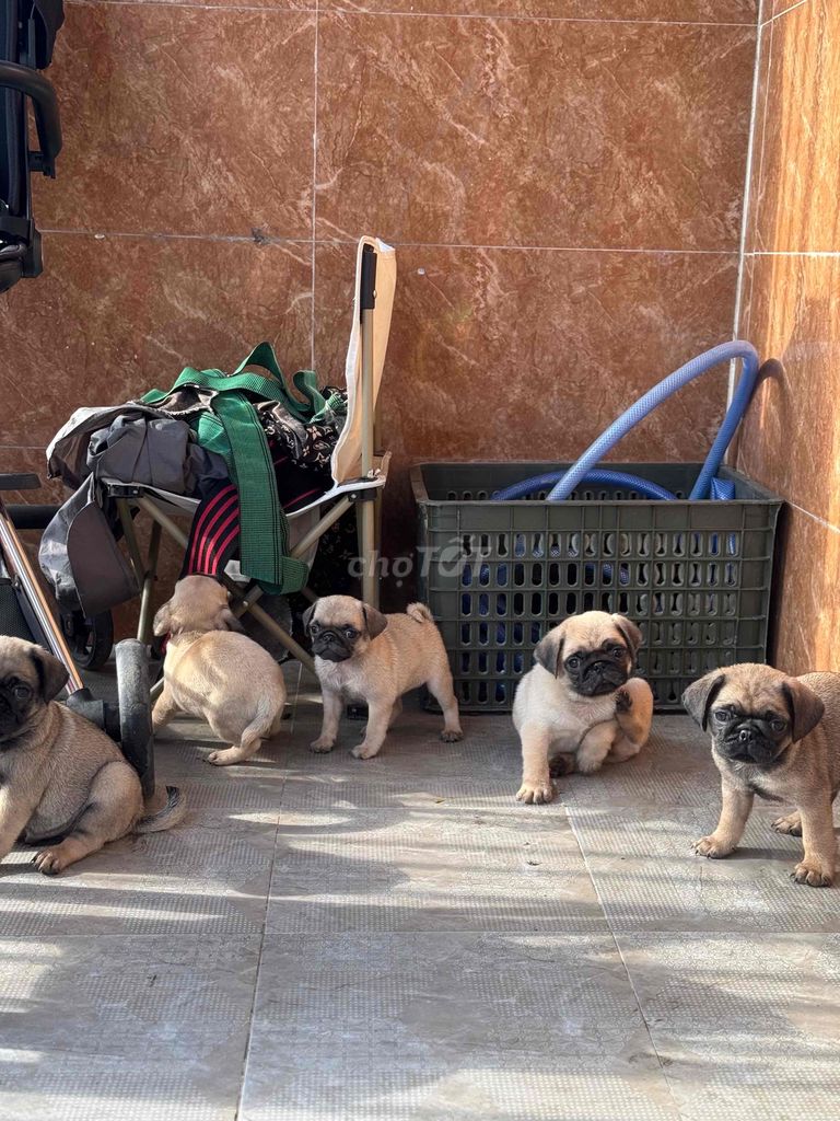 pug mặt xệ tại 22 nhơn hoà 9. Mua bán Chó tại Quận Cẩm Lệ Đà Nẵng được đăng bởi Anh Pet Shop hình 5