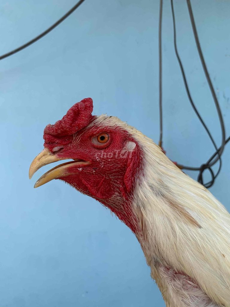 gà chọi nhạn bướm 2,9 kg. Mua bán Gà tại Huyện Củ Chi Tp Hồ Chí Minh được đăng bởi trung nguyen hình 1