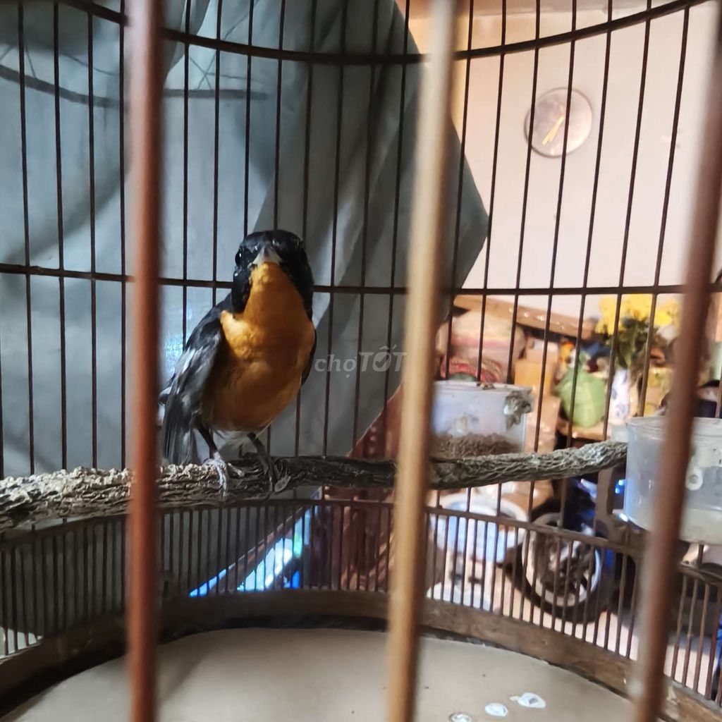 Chim Tiểu lửa Đen cam 2 con 600k. Mua bán Chim tại Quận 10 Tp Hồ Chí Minh được đăng bởi Nguyen duy thien hình 1