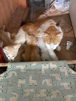 mèo nhà đẻ đã đến tháng xuất chuồng. Mua bán Mèo tại Quận Bắc Từ Liêm Hà Nội được đăng bởi Bích Nhị