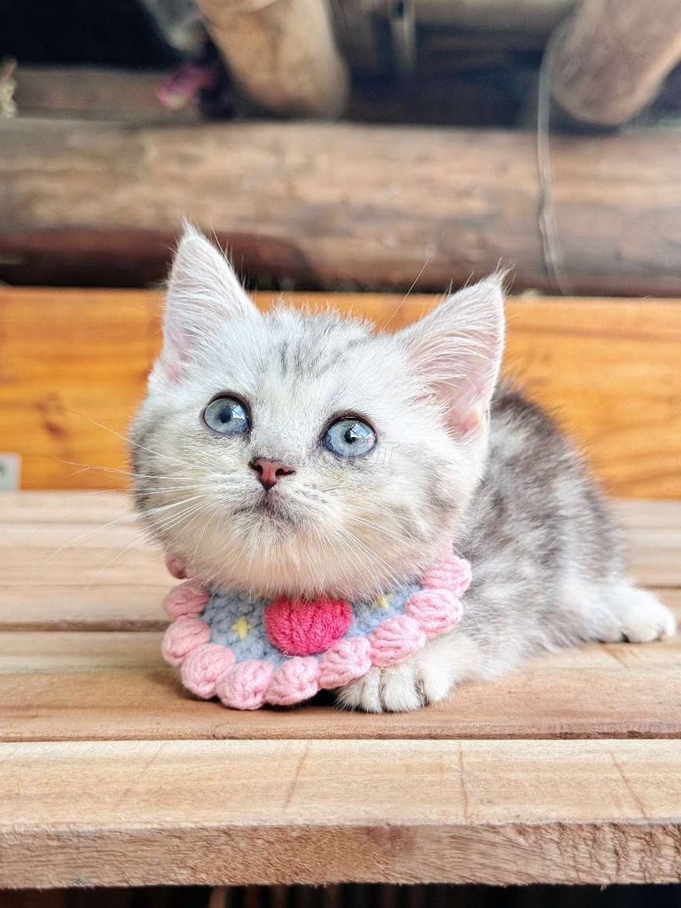 Mèo Anh Chân Lùn. Mua bán Mèo tại Huyện Châu Thành Hậu Giang được đăng bởi Lê Đăng Khoa hình 2