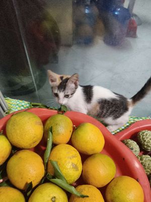 BÁN MÈO TAM THỂ MẮT XANH ĐUÔI CỤP HAY CHUỘT