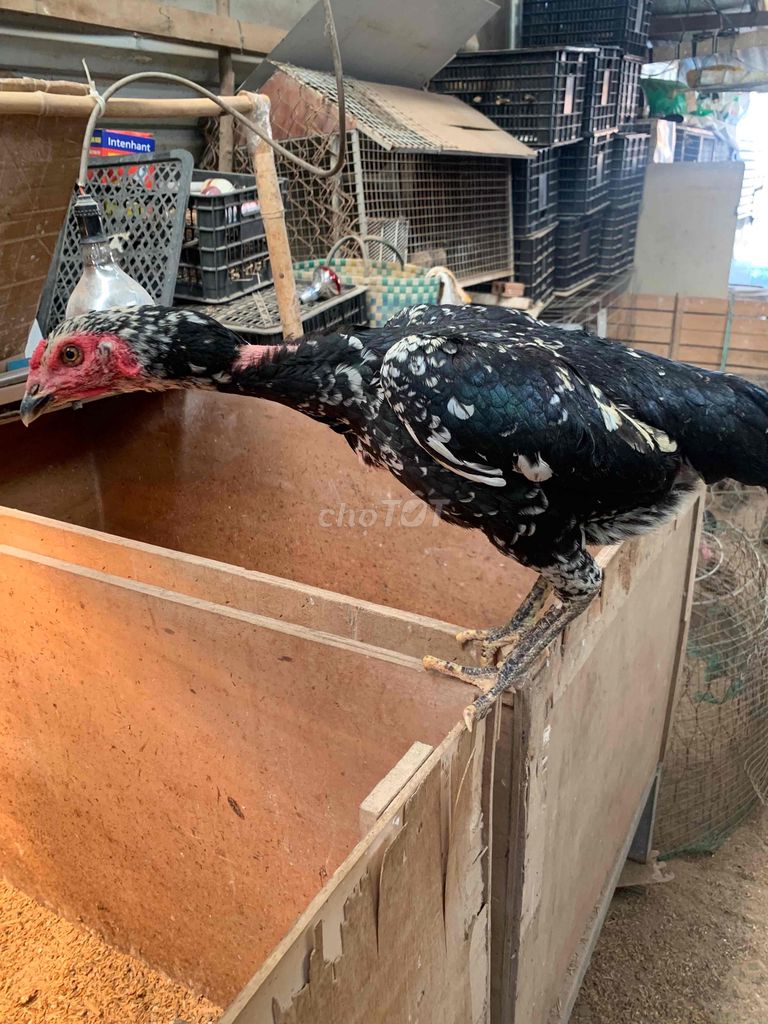 Gà chọi cái đen trắng. Mua bán Gà tại Thị xã Bến Cát Bình Dương được đăng bởi phú xuân hình 1