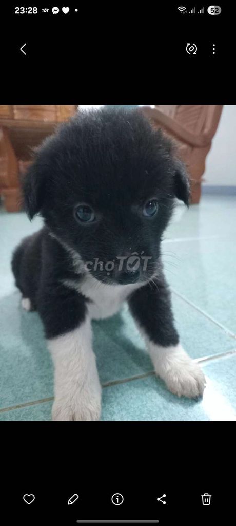 Chó ta cái Đen trắng. Mua bán Chó tại Huyện Hòa Vang Đà Nẵng được đăng bởi Quynh Nhu hình 1