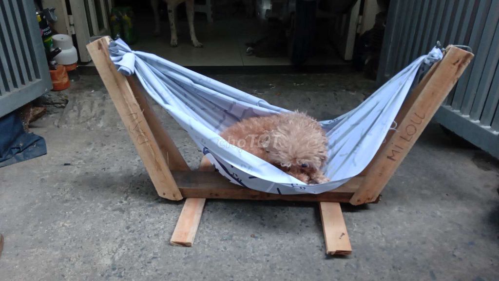 Võng cho chó Gỗ Vải Nâu Xám 10kg. Mua bán Phụ kiện, Thức ăn, Dịch vụ tại Quận 1 Tp Hồ Chí Minh được đăng bởi Hien Nguyen hình 1
