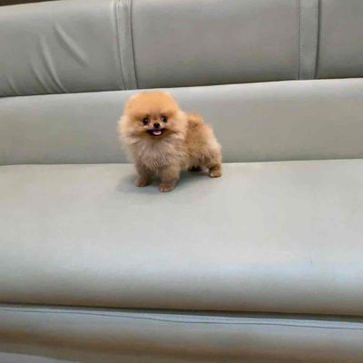 Phốc Sóc pom Thái Lan siêu nhỏ nặng vài trăm gram
