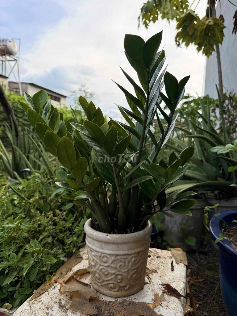 cây kim tiền cực tốt cho phong thuỷ,. Mua bán Cây cảnh, đồ trang trí tại Thành phố Thủ Đức Tp Hồ Chí Minh được đăng bởi my my hình 2