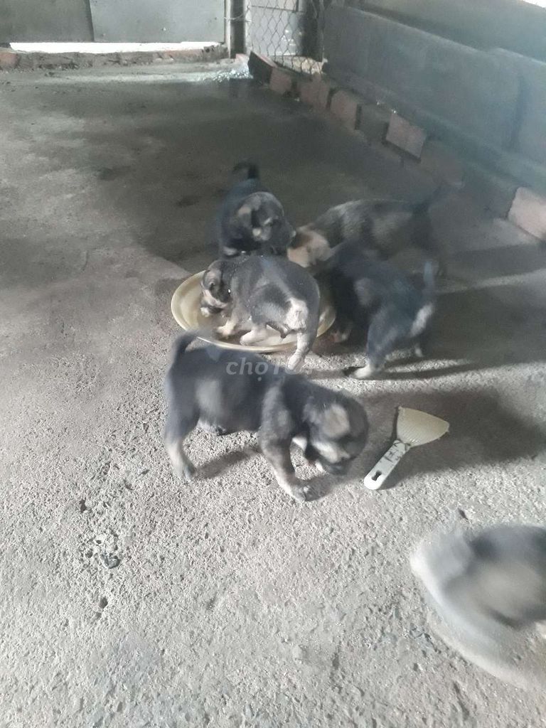 nhà có bầy chó cỏ lai nhật xù. Mua bán Chó tại Huyện Long Thành Đồng Nai được đăng bởi phương thế ngọc hình 2