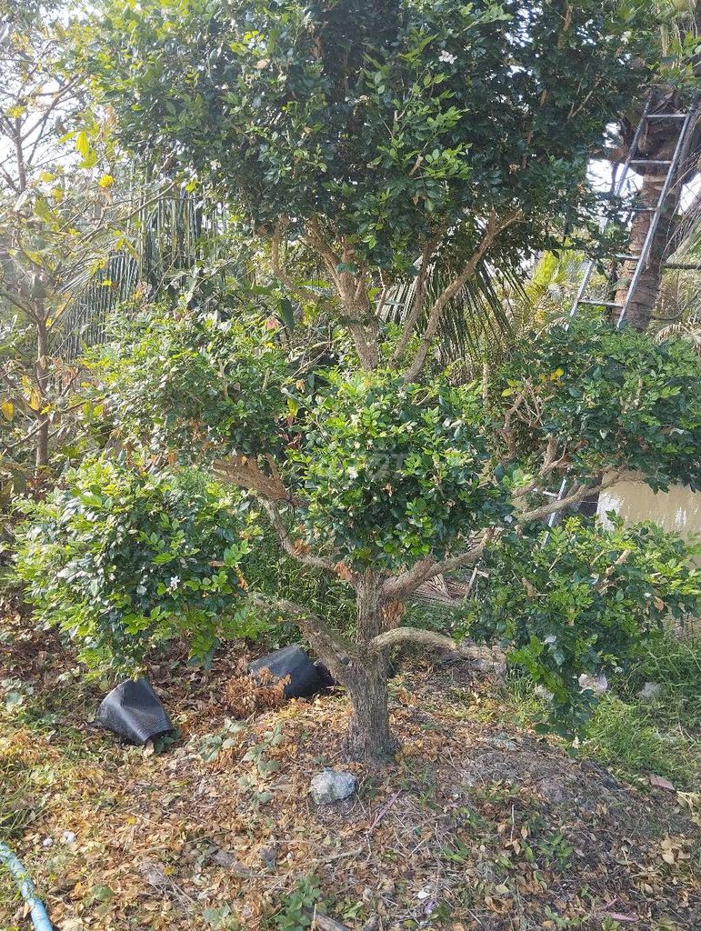 Cây Nguyệt quế. Mua bán Cây cảnh, đồ trang trí tại Huyện Châu Thành Đồng Tháp được đăng bởi Trung Lùn 66 hình 1