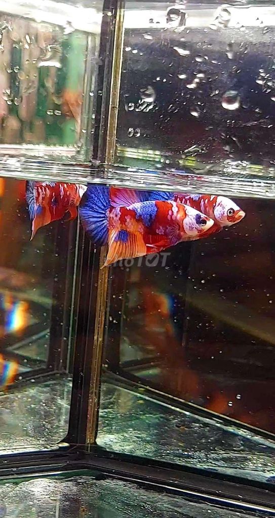 Koi Red Nemo Galaxy dạ quang 40k 1bé - 7 bé 200k