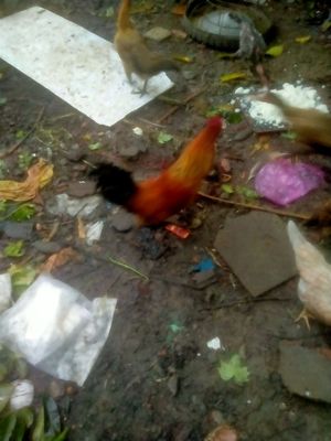 Gà ho mông. Mua bán Gà tại Thành phố Dĩ An Bình Dương được đăng bởi Phần hồng thanh